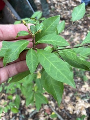 Ditrysinia fruticosa