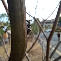 Camponotus arboreus