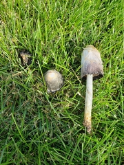 Coprinus comatus
