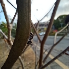 Camponotus arboreus