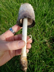 Coprinus comatus