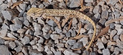 Chamaeleo chamaeleon chamaeleon