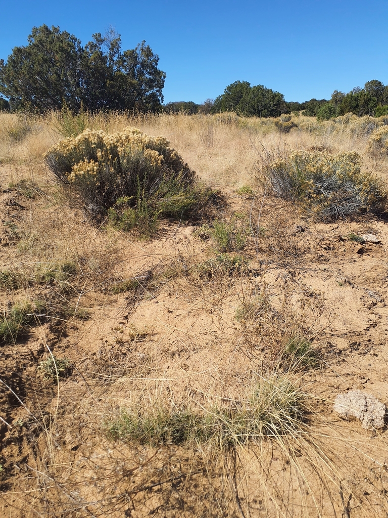 Ring Muhly in October 2022 by nmso_sos_botany. SWSP22_NM1308, NM930-535 ...