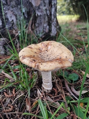 Amanita