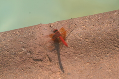 Trithemis kirbyi