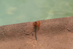 Trithemis kirbyi