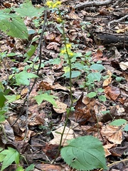 Solidago flexicaulis