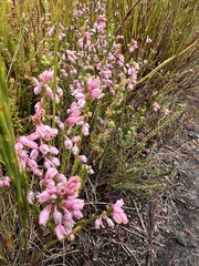 Erica articularis