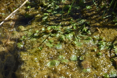 Ranunculus gmelinii