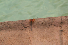Trithemis kirbyi