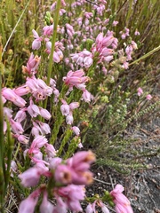Erica articularis