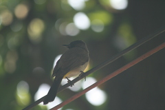 Pycnonotus barbatus