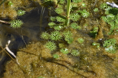 Ranunculus gmelinii