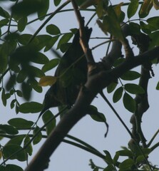Nectariniidae