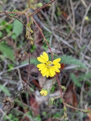 Hemizonia congesta lutescens