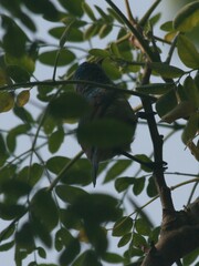 Nectariniidae