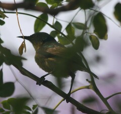 Nectariniidae