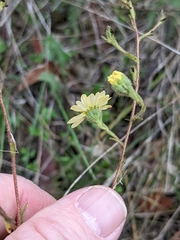 Hemizonia congesta lutescens