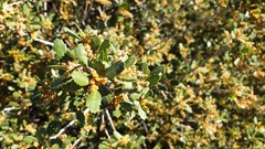 Quercus cornelius-mulleri