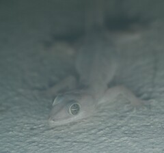 Hemidactylus mabouia