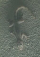 Hemidactylus mabouia