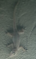 Hemidactylus mabouia