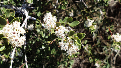Ceanothus perplexans