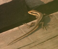Trachylepis wahlbergii