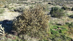 Quercus cornelius-mulleri