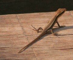 Trachylepis wahlbergii