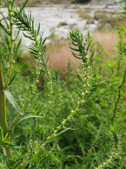 Bassia scoparia
