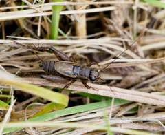 Allonemobius maculatus