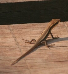 Trachylepis wahlbergii