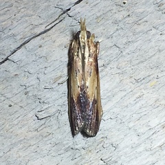 Ancylostomia stercorea