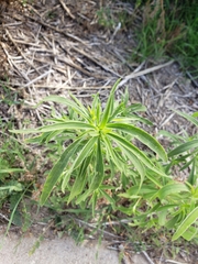 Bassia scoparia