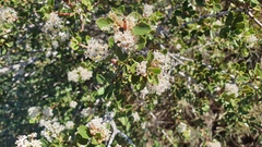 Ceanothus perplexans