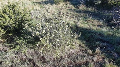 Ceanothus perplexans