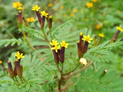 Tagetes foetidissima