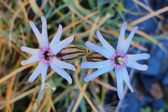 Silene ciliata