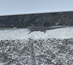Sceloporus occidentalis