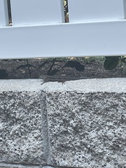 Sceloporus occidentalis