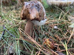 Neoboletus erythropus