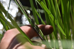 Carex aquatilis