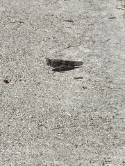 Trimerotropis pallidipennis