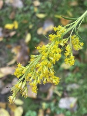 Solidago canadensis