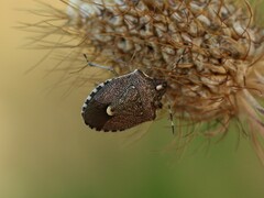 Holcostethus albipes