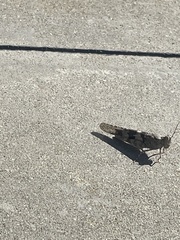 Trimerotropis pallidipennis