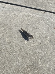 Trimerotropis pallidipennis