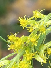 Solidago canadensis