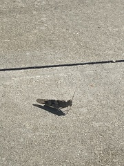 Trimerotropis pallidipennis